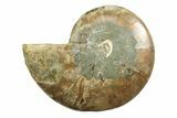 Cut & Polished Ammonite Fossil (Half) - Madagascar #354142-1